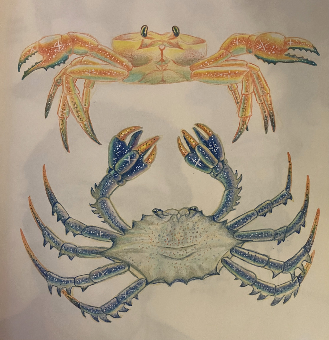two detailed colored pencil drawings of sparkly crabs, one orange and normal, and one blue with extra claws